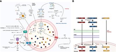 Vacuolar proteases and autophagy in phytopathogenic fungi: A review